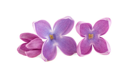 Fototapeta na wymiar Lilac flowers isolated on a white background. Deep focus. Macro image.