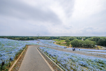 Obraz premium 茨城県ひたちなか市のネモフィラ畑