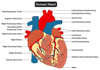 Human exterior heart muscle anatomy infographic diagram for physiology medical science education arteries and veins circulatory system aorta ventricle atrium 3d cartoon vector drawing structure parts - obrazy, fototapety, plakaty
