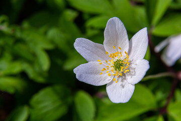 White flowers with the blurred background of trees and blue sky. In oak forest the beautiful anemone nemorosa is blooming. Floral seasonal wallpaper