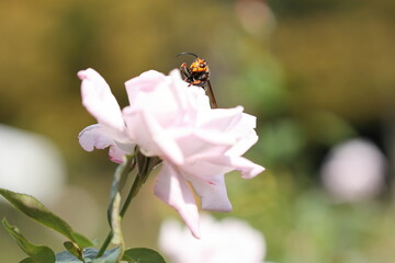 bee on flower