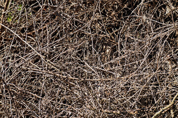 Natural texture of dry branches background