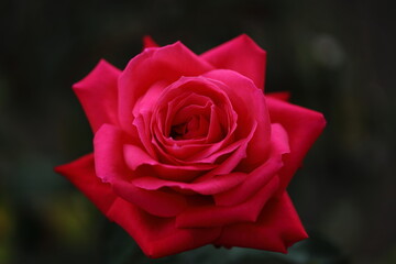 single red rose