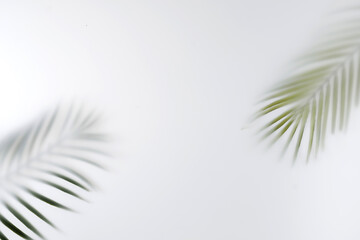 Obraz premium Summer palm tree branches save space. Minimal tropics contemporary concept blurred image.
