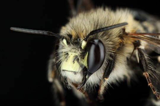 a honey bee in closeup