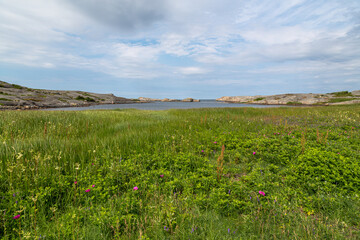 Fototapeta na wymiar Green fields. West coast archipelago in Sweden. Gothenburg region. North. Nature. Background 