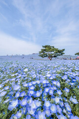 茨城県ひたちなか市のネモフィラ畑