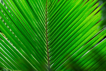 Сlose up of leaf. Palm leaf texture, background