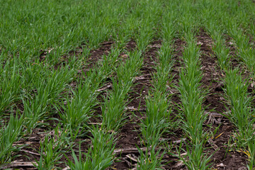 rows of green young shoots , the concept of agriculture, planted wheat or rye field