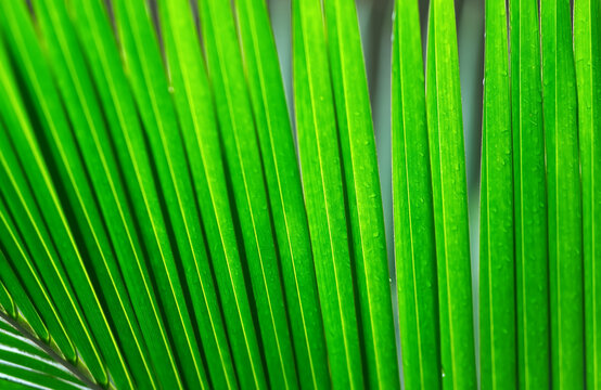 Ukulhas palm leaf texture