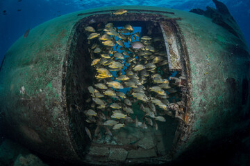 Blue-Stripped Grunts (Haemulon sciurus) inhabit the wreckage of an old aircraft on the reefs off...