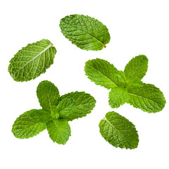 set of fresh green mint leaves isolated on white background.
