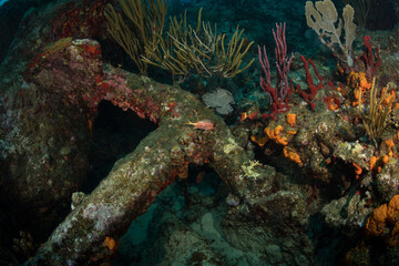 Fototapeta na wymiar Anchor from HMS Proselyte, wrecked on the reef off the coast of Sint Maarten, Dutch Caribbean