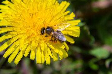 Closeup of the female of the Yellow-legged Mining Bee, Andrena flavipes on a yellow flower of dandelion , Taraxacum officinale