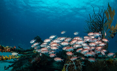 Fototapeta na wymiar Blackbar soldierfish (Myripristis jacobus) on the Bridge divesite off the Caribbean island of Sint Maarten