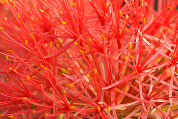 blood lily flower