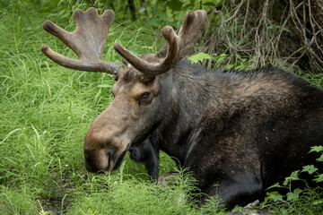 Bull Moose Rests In Tall Grass With Glassy Eyes