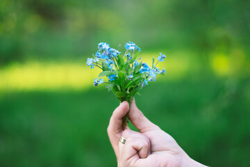 Spring flowers. Forget-me-not flowers in a hand. Scorpion grasses. Springtime.