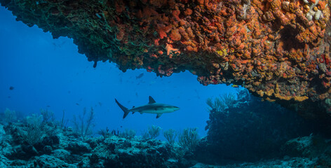 Caribbean reef shark on the Fishbowl divesite off the Dutch Caribbean island of Sint Maarten