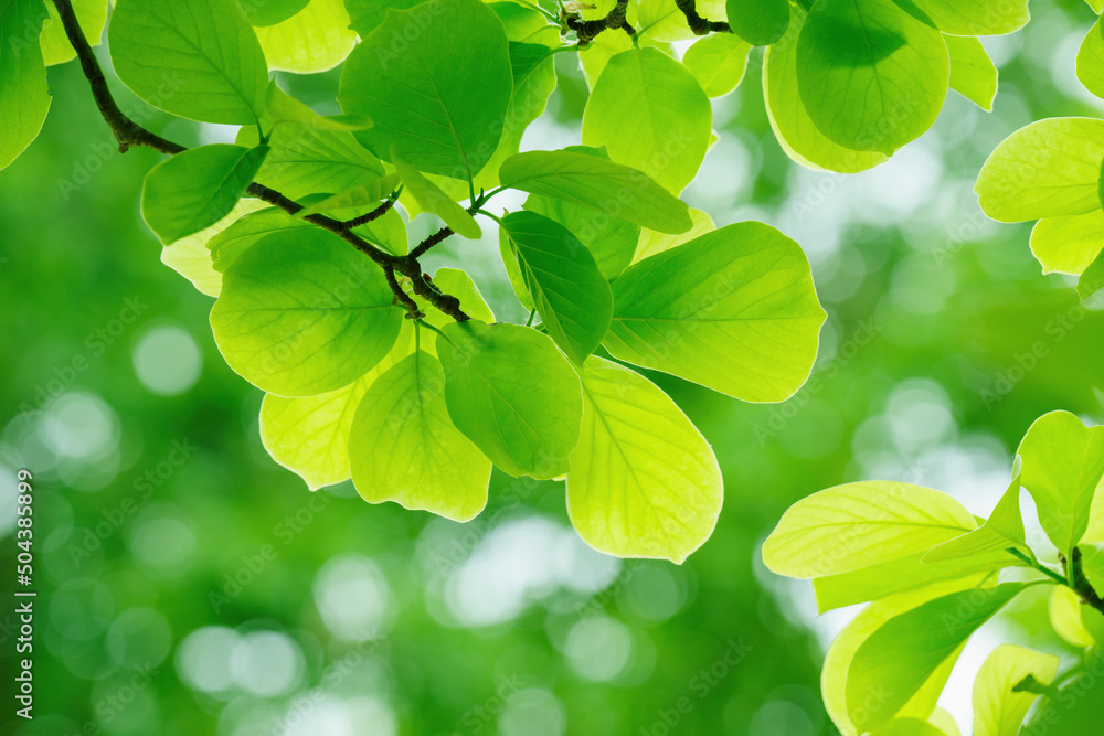 Poster green leaf background