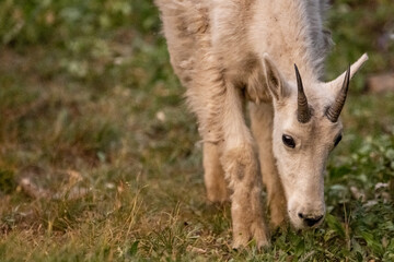 Young Mountain Goat Grazes In Grassy Meadow