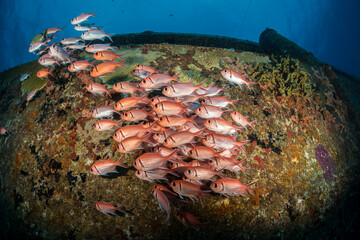 Blackbar soldierfish (Myripristis jacobus) on tne wreck of the Carib Cargo off the Dutch Caribbean...
