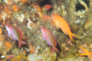 Fototapeta premium カシワハナダイ 伊豆 海 ダイビング 伊東