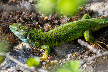 Lacerta viridis, Green and blue lizard with ticks, macro photo of a lizard, European green lizard