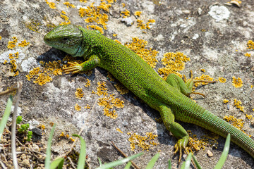 Green lizard, Lacerta viridis, is a species of lizard of the genus Green lizards. Lizard on the stone