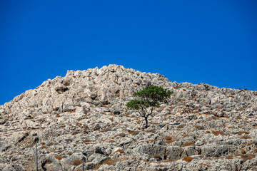 Fototapeta na wymiar Lonely tree growing on Chalki island, Greece