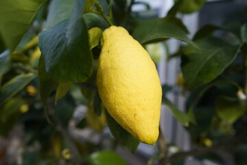Citrus limon,Cilindro, Rutaceae family. Berggarten, Hanover.