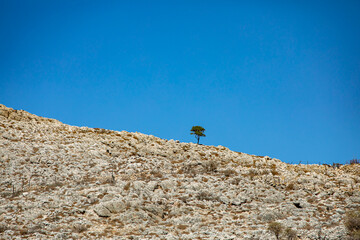 Lonely tree growing on Chalki island