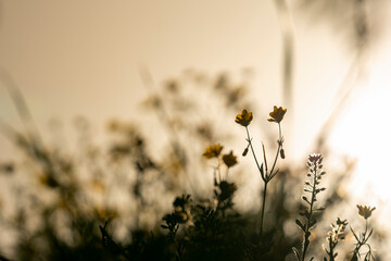 Close-up shot of flower with selective focus in background with backlight effect.