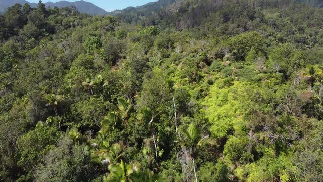 forest in the mountains pico duarte 
