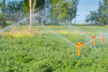 Fototapeta na wymiar Selective focus shot of moment of field irrigation.