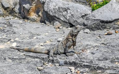 Iguana on rock Tulum ruins Mayan site temple pyramids Mexico.