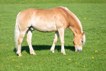 a grazing Haflinger pony on a fresh green meadow