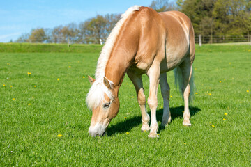 Naklejka na ściany i meble a grazing Haflinger pony on a fresh green meadow