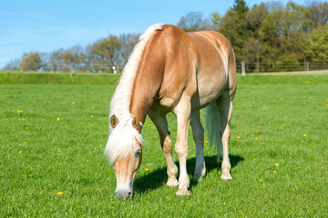 a grazing Haflinger pony on a fresh green meadow