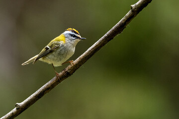 A bird singing from the branch. Nature with the copy space area. Common Firecrest, Regulus ignicapilla.