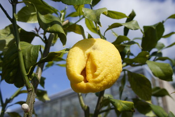 Citrus, limon Duplex, Rutaceae family. Berggarten, Hanover.