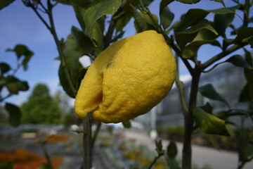 Citrus, limon Duplex, Rutaceae family. Berggarten, Hanover.