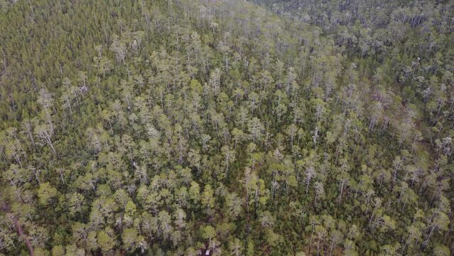 forest in the mountains of pico duarte 