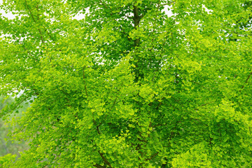 Fototapeta na wymiar Green ginkgo tree leaf background