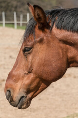 Close-up of a horse's head 
