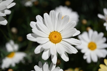 Dimorphotheca is a genus of plants in the family Asteraceae, native to Africa and Australia. is one of eight genera of the Calenduleae, with a centre of diversity in Southern Africa. Some species can 