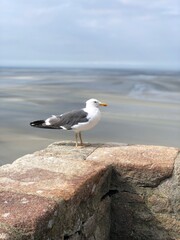 Seagull Saint Michel