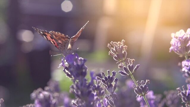 Beauty Butterfly on Lavender flower. Growing Lavender Flowers field closeup. Macro. Slow motion 240 fps. Blooming Violet fragrant lavender flowers in sun light, summer scene, close up. 