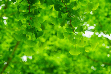 Green ginkgo tree leaf background