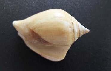 Conchiglia oceano